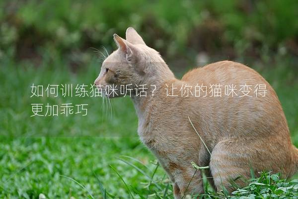 如何训练猫咪听话？让你的猫咪变得更加乖巧