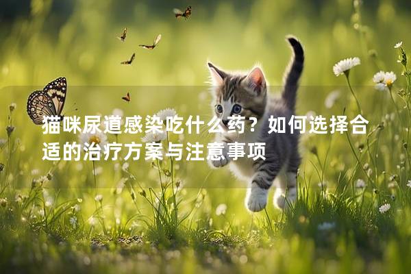 猫咪尿道感染吃什么药？如何选择合适的治疗方案与注意事项