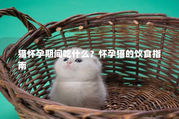 猫怀孕期间吃什么？怀孕猫的饮食指南