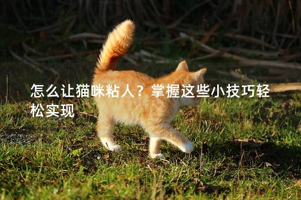 怎么让猫咪粘人？掌握这些小技巧轻松实现