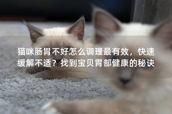 猫咪肠胃不好怎么调理最有效，快速缓解不适？找到宝贝胃部健康的秘诀