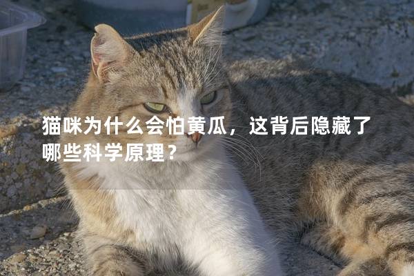 猫咪为什么会怕黄瓜，这背后隐藏了哪些科学原理？