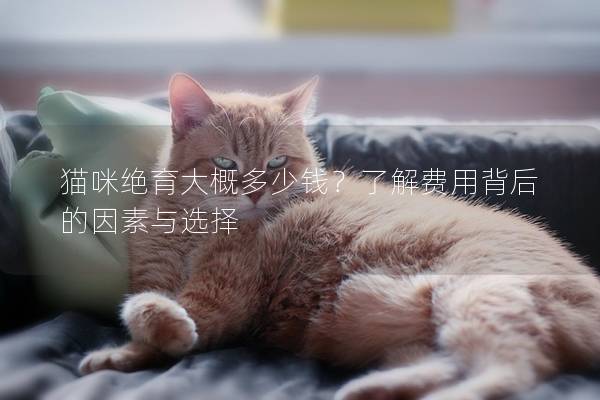 猫咪绝育大概多少钱？了解费用背后的因素与选择