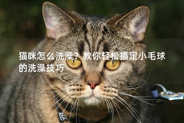 猫咪怎么洗澡？教你轻松搞定小毛球的洗澡技巧