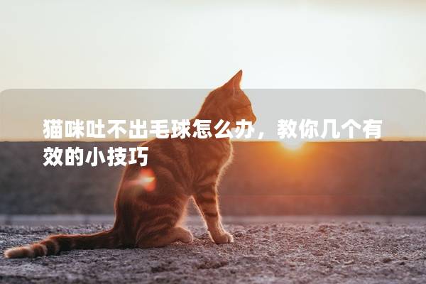 猫咪吐不出毛球怎么办，教你几个有效的小技巧