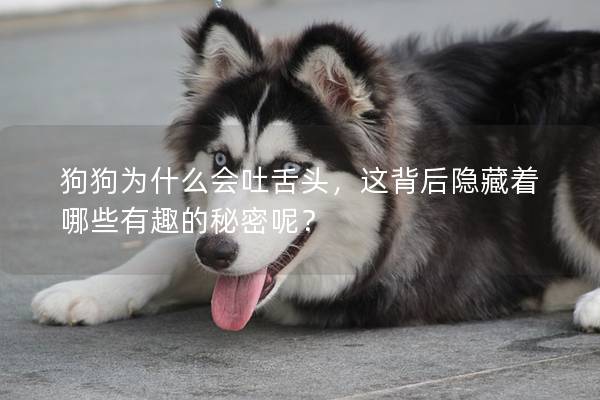 狗狗为什么会吐舌头，这背后隐藏着哪些有趣的秘密呢？