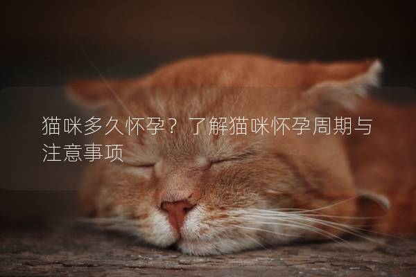 猫咪多久怀孕？了解猫咪怀孕周期与注意事项