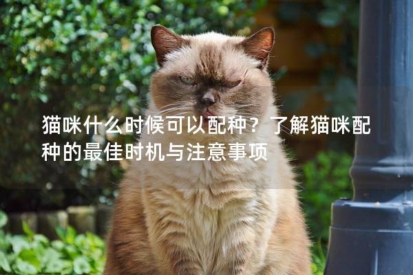 猫咪什么时候可以配种？了解猫咪配种的最佳时机与注意事项