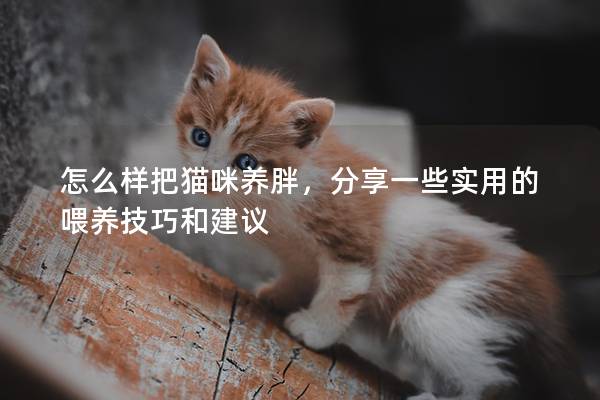 怎么样把猫咪养胖，分享一些实用的喂养技巧和建议