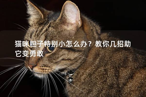 猫咪胆子特别小怎么办？教你几招助它变勇敢