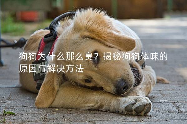 狗狗为什么那么臭？揭秘狗狗体味的原因与解决方法