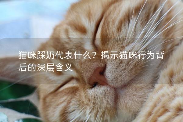 猫咪踩奶代表什么？揭示猫咪行为背后的深层含义