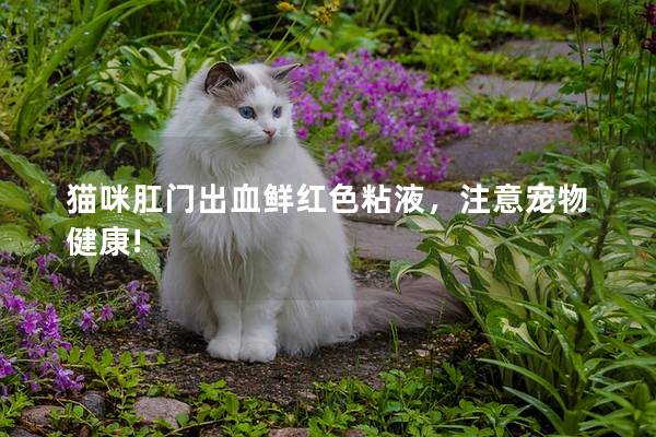 猫咪肛门出血鲜红色粘液，注意宠物健康!