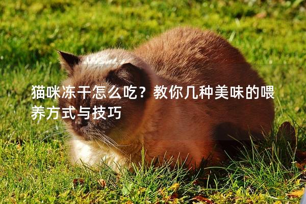 猫咪冻干怎么吃？教你几种美味的喂养方式与技巧