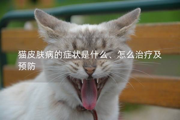 猫皮肤病的症状是什么、怎么治疗及预防