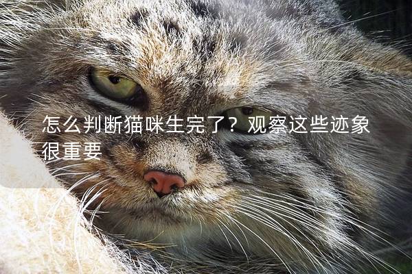 怎么判断猫咪生完了？观察这些迹象很重要