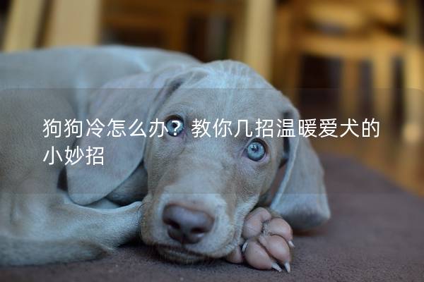 狗狗冷怎么办？教你几招温暖爱犬的小妙招