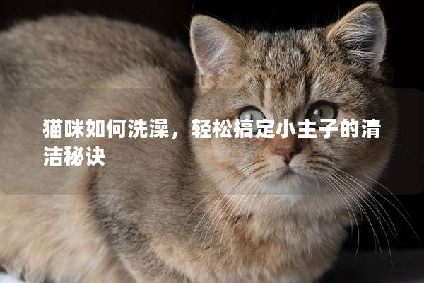 猫咪如何洗澡，轻松搞定小主子的清洁秘诀