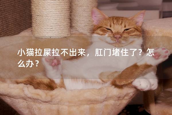 小猫拉屎拉不出来，肛门堵住了？怎么办？