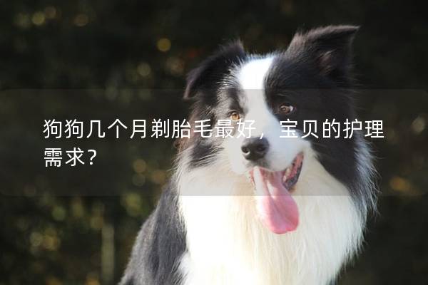 狗狗几个月剃胎毛最好，宝贝的护理需求？