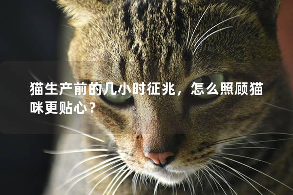 猫生产前的几小时征兆，怎么照顾猫咪更贴心？