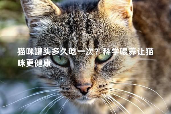 猫咪罐头多久吃一次？科学喂养让猫咪更健康