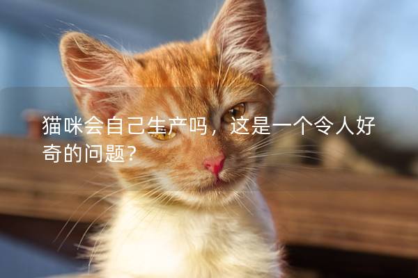 猫咪会自己生产吗，这是一个令人好奇的问题？