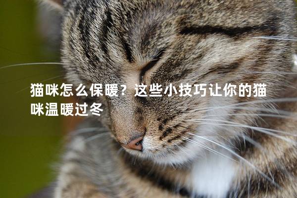 猫咪怎么保暖？这些小技巧让你的猫咪温暖过冬