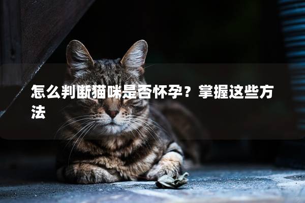 怎么判断猫咪是否怀孕？掌握这些方法