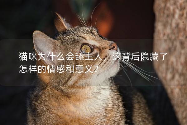 猫咪为什么会舔主人，这背后隐藏了怎样的情感和意义？