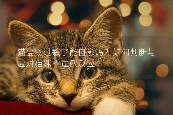 猫食物过敏了能自愈吗？如何判断与应对猫咪的过敏反应