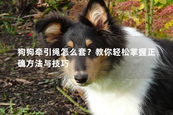 狗狗牵引绳怎么套？教你轻松掌握正确方法与技巧