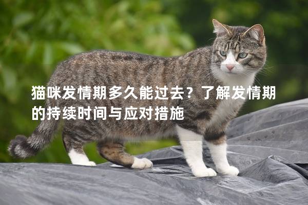 猫咪发情期多久能过去？了解发情期的持续时间与应对措施