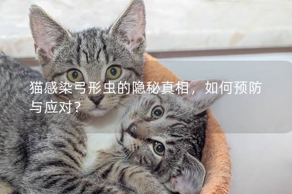 猫感染弓形虫的隐秘真相，如何预防与应对？