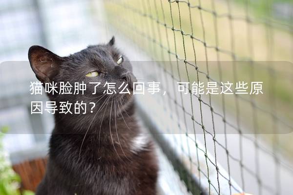 猫咪脸肿了怎么回事，可能是这些原因导致的？