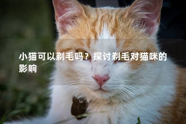 小猫可以剃毛吗？探讨剃毛对猫咪的影响