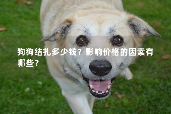 狗狗结扎多少钱？影响价格的因素有哪些？