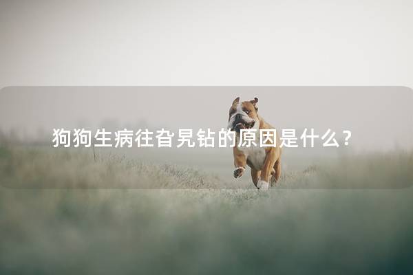 狗狗生病往旮旯钻的原因是什么？