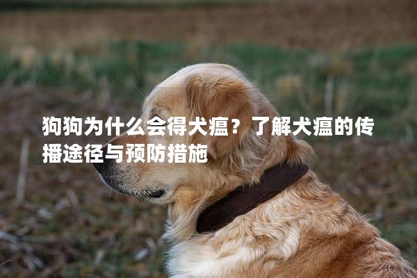 狗狗为什么会得犬瘟？了解犬瘟的传播途径与预防措施