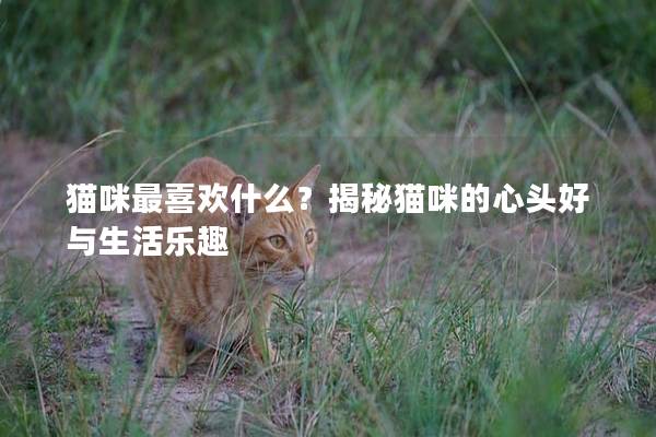 猫咪最喜欢什么？揭秘猫咪的心头好与生活乐趣