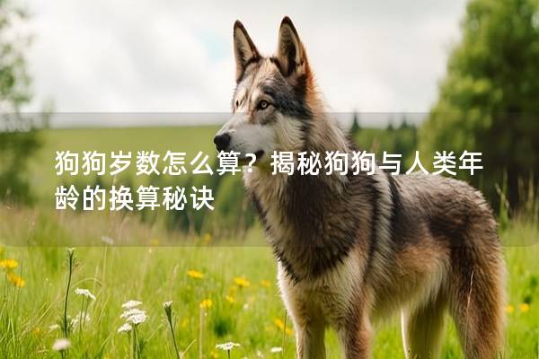 狗狗岁数怎么算？揭秘狗狗与人类年龄的换算秘诀