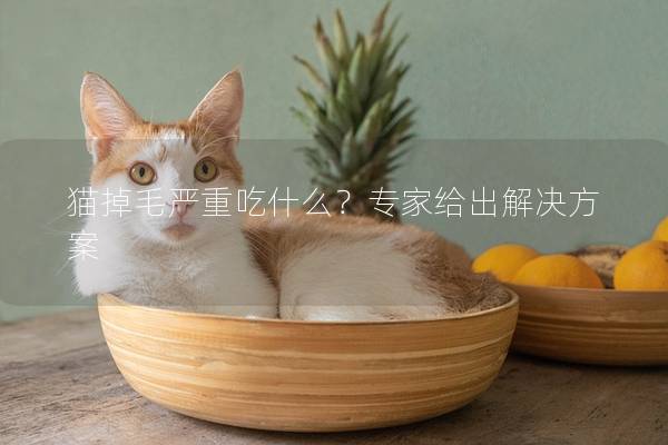 猫掉毛严重吃什么？专家给出解决方案