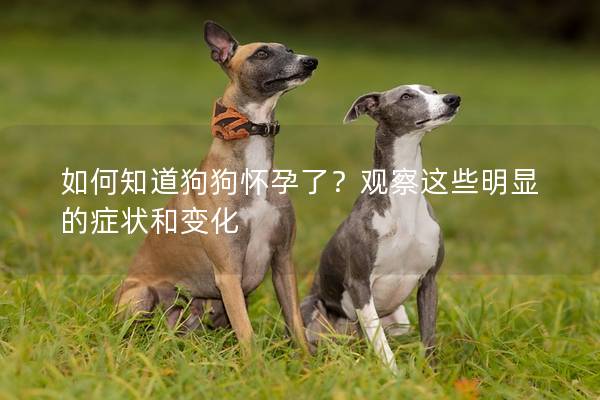 如何知道狗狗怀孕了？观察这些明显的症状和变化