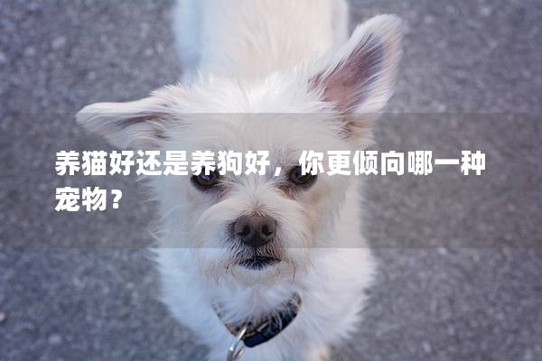 养猫好还是养狗好，你更倾向哪一种宠物？