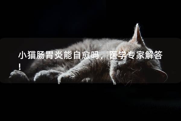 小猫肠胃炎能自愈吗，医学专家解答!