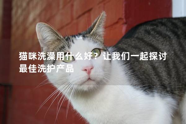 猫咪洗澡用什么好？让我们一起探讨最佳洗护产品