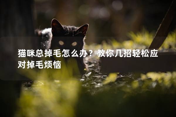 猫咪总掉毛怎么办？教你几招轻松应对掉毛烦恼