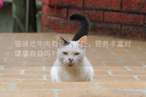 猫咪吃牛肉有什么好处，营养丰富对健康有益吗？