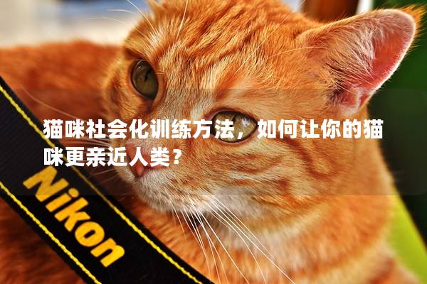 猫咪社会化训练方法，如何让你的猫咪更亲近人类？