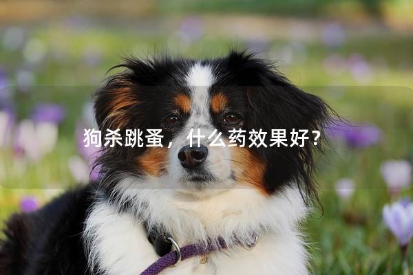 狗杀跳蚤，什么药效果好？